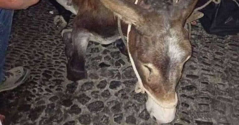 Θλιβερές εικόνες: Γαϊδουράκι «γονατίζει» από το βάρος στην Σαντορίνη