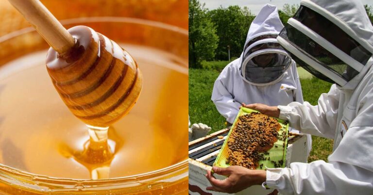 Δυσάρεστα νέα για το μέλι στην Ελλάδα φέτος