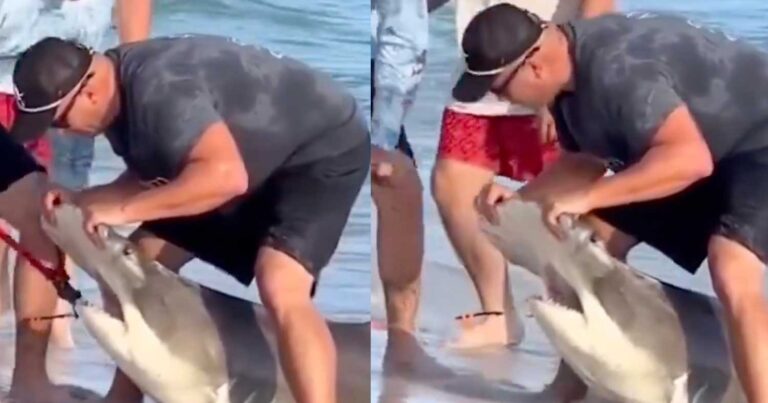 Λουόμενοι έσωσαν σφυροκέφαλο καρχαρία – Ήταν απόλυτα συνεργάσιμος στην… επέμβαση