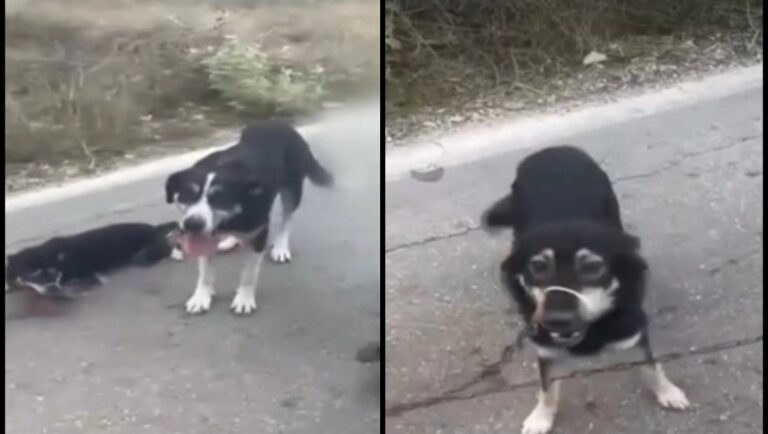 Ιερέας έσερνε στο δρόμο αλυσοδεμένα σκυλιά: Τον σταμάτησε ζευγάρι