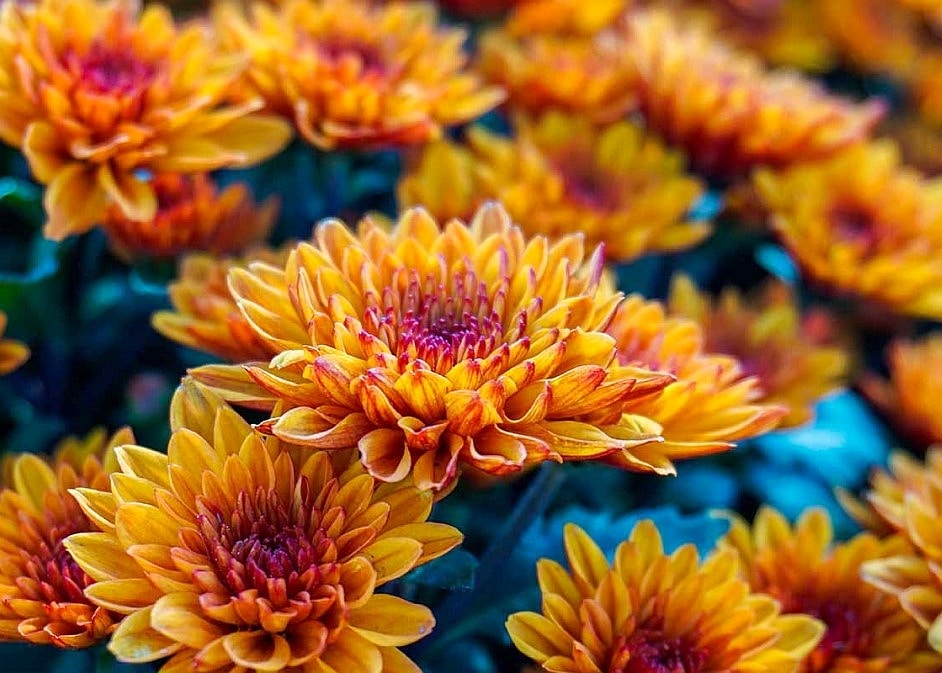 banner anthemionflowers chrysanthemum