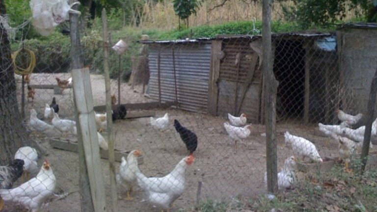 Έλληνας συνταξιούχος ζει εδώ και 7 μήνες σε κοτέτσι για να μην έχει επαφή με σύζυγο και κόρη