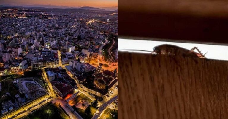 Τpόμος σε πόλη της Ελλάδας: Εντόπισαν δηλητηριώδες υδρόβιο έντομο, φτάνει μέχρι τα 12 εκατοστά μέγεθος
