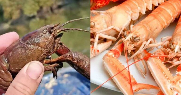 Πανώλη… και στις καραβίδες – Σε απόγνωση οι ψαράδες