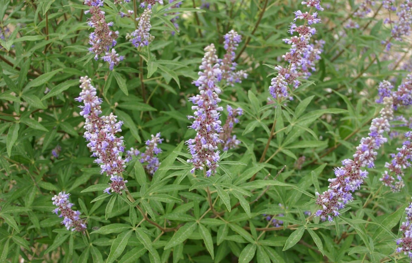 vitex agnus castus foliage
