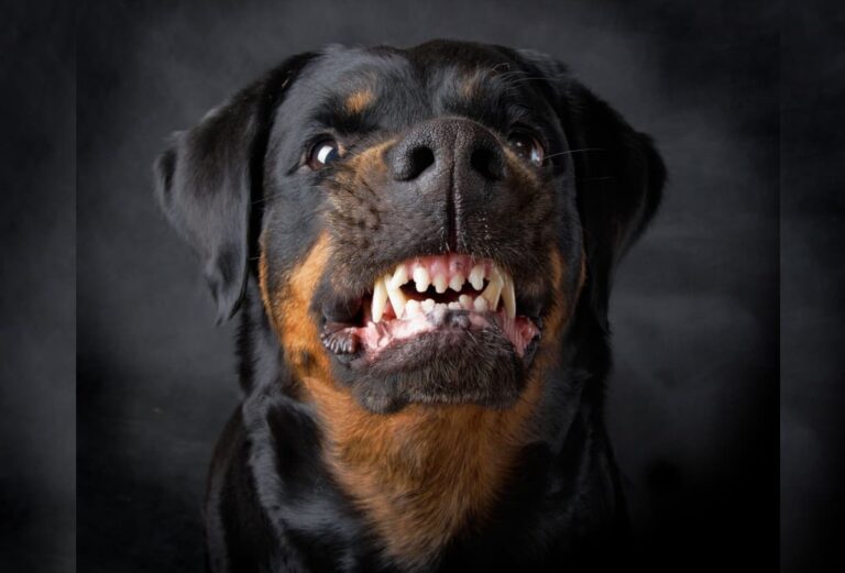 Τραγωδία στα Πλατανούλια Λάρισας: 70χρονη έχασε τη ζωή της από επίθεση των σκύλων της