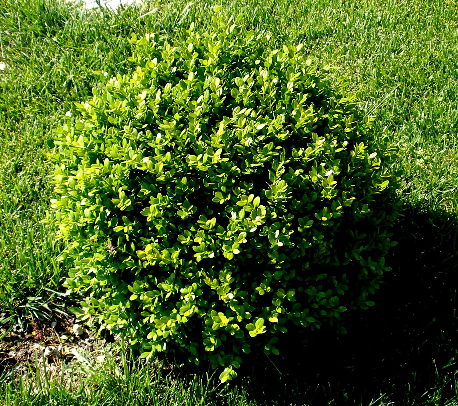p4250033 1