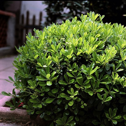 pittosporum 5