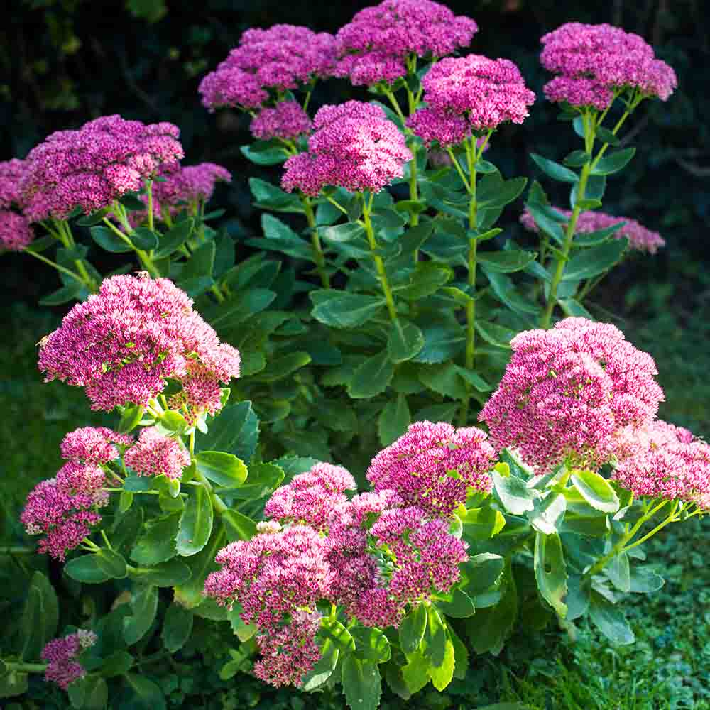 sedum spectabile rosenteller sedo