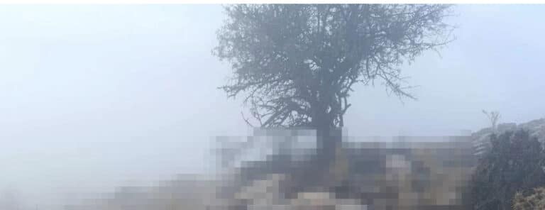 Δεκάδες πρόβατα σκοτώθηκαν από κεραυνό – Σκληρές εικόνες