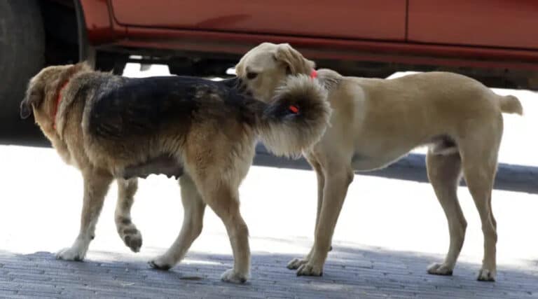 Φpίκη στον Τύρναβο: Νεκρή 70χρονη – Την κατασπάραξαν σκυλιά στην αυλή του σπιτιού της