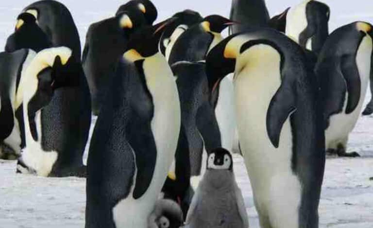 Τα ζώα που είναι πιο πιθανό να έχουν εξαφανιστεί μέχρι το 2050 σύμφωνα με την ΑΙ – Ένα έχουν να το δουν από το 1989