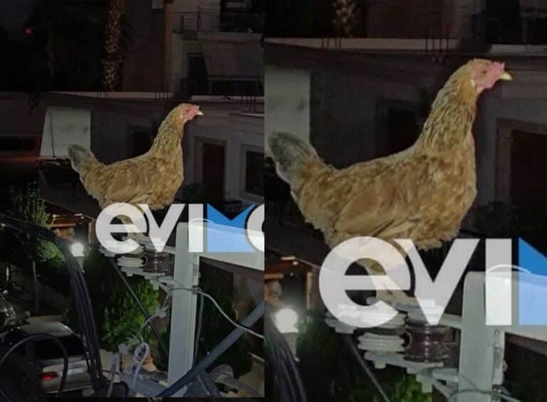 Κότα ανέβηκε σε κολώνα της ΔΕΗ και εγκλωβίστηκε – Χρειάστηκε η επέμβαση εθελοντών
