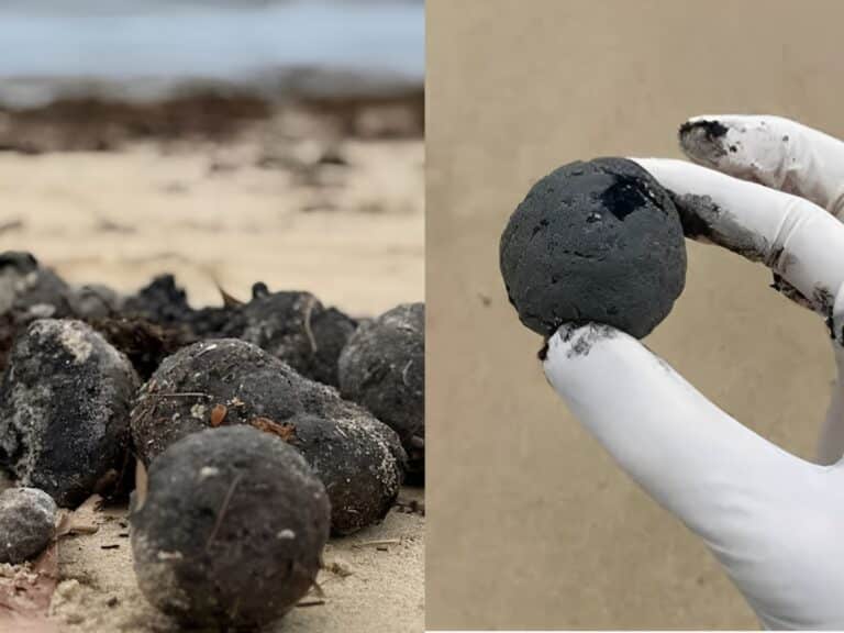 «Μην τα αγγίξετε»: Αποκαλύφθηκε η αnδιαστική αλήθεια για τις μαύρες μπάλες που ξεβράστηκαν σε παραλίες