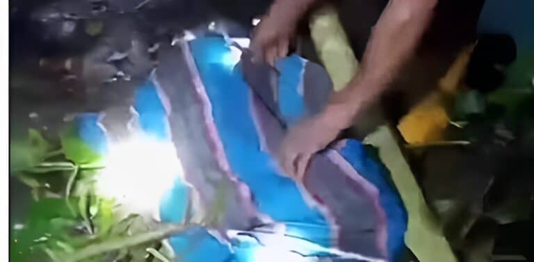 Πύθωνας 7 μέτρων καταβρόχθισε πατέρα τριών παιδιών – Βρέθηκε νεκρός στην κοιλιά του