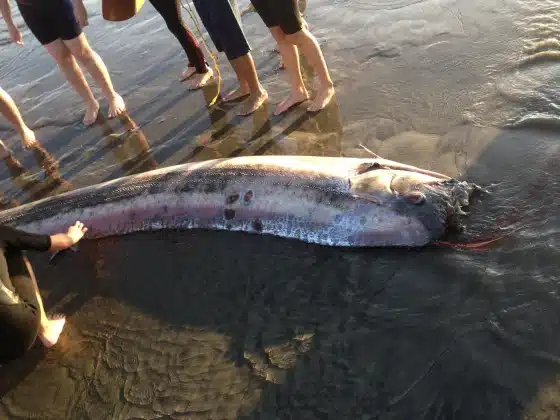 241116 oarfish aa acf9f7