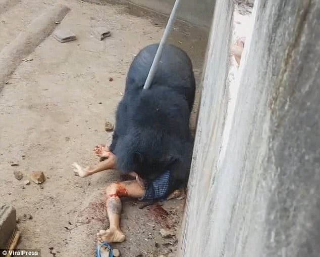42e769f300000578 4754042 the monks in phetchabun keep around two dozen wild boars in a sm m 59 1501687575363