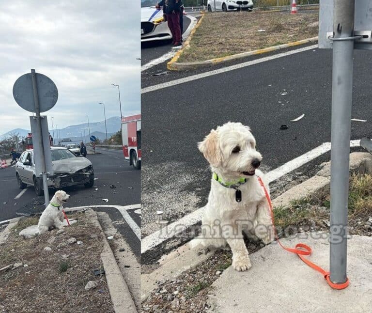 Λαμία: Τι απέγινε ο σκυλάκος από το χθεσινό θανατηφόρο τροχαίο στον κόμβο Αγίας Μαρίνας