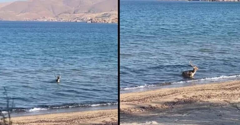 Μαγικό Θέαμα στη Λήμνο: Ελάφι Βουτάει στη Θάλασσα!