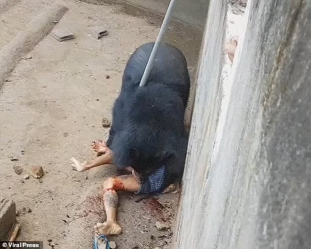 92363605 14110701 as he lay bleeding naiphum s group tried to scare the bear off w a 53 1732263442168