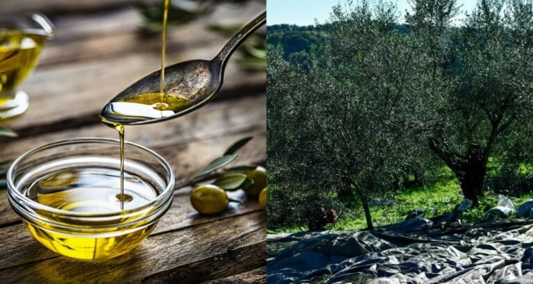 Άσχημα νέα για όλους τους Έλληνες, θα μαγειρεύουν πλέον με σπορέλαιο – Έρχεται το «τέλος» για το ελαιόλαδο