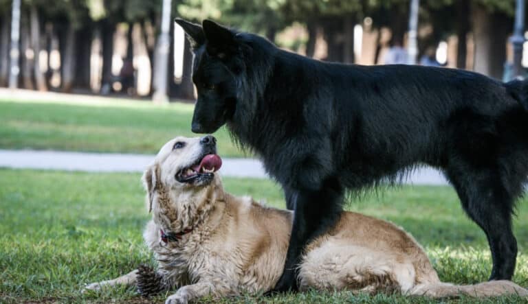 Φρίκη στην Ηλεία: Άγνωστοι καίνε σκυλιά ζωντανά – 4 καμένα ζώα μέσα σε 40 ημέρες