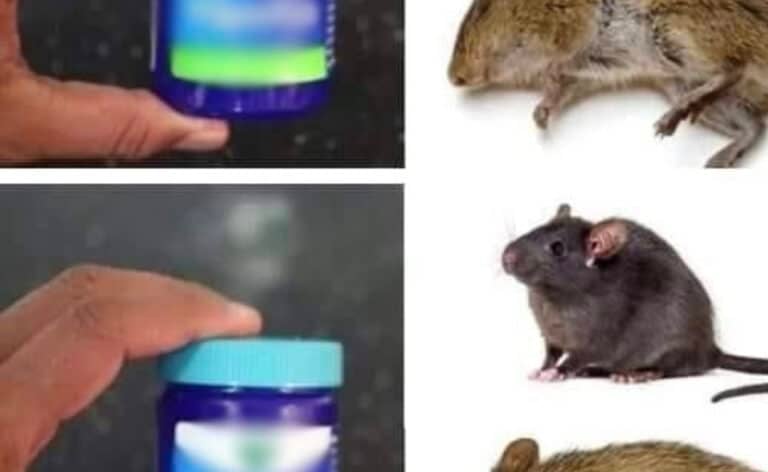 Ποντίκια και Αρουραίοι: Εξαφανίστε τα με Vicks