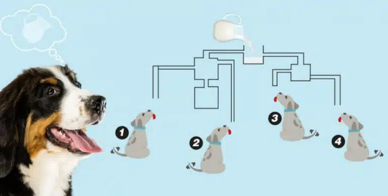 Τεστ IQ: Mπορείτε να βρείτε ποιος σκύλος θα πιει πρώτος γάλα; Έχετε μόλις 14 δευτερόλεπτα