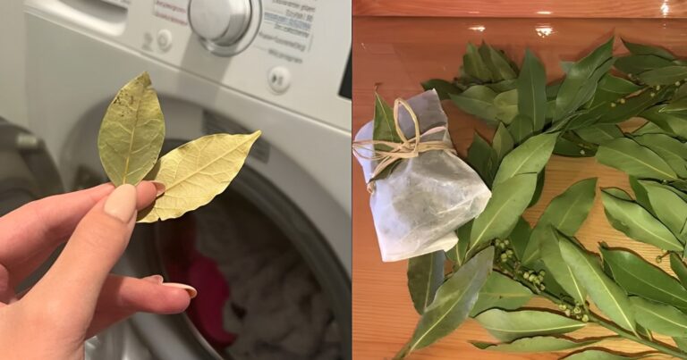 Απροσδόκητος σύμμαχος: Βάλτε ένα φύλλο δάφνης στο πλυντήριο ρούχων για άψογο πλύσιμο