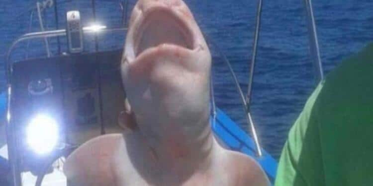 Όταν έβγαλαν αυτό το τρομακτικό ψάρι από την θάλασσα, πάγωσαν – Μόλις κατάλαβαν τι πραγματικά ήταν, έπαθαν σοκ
