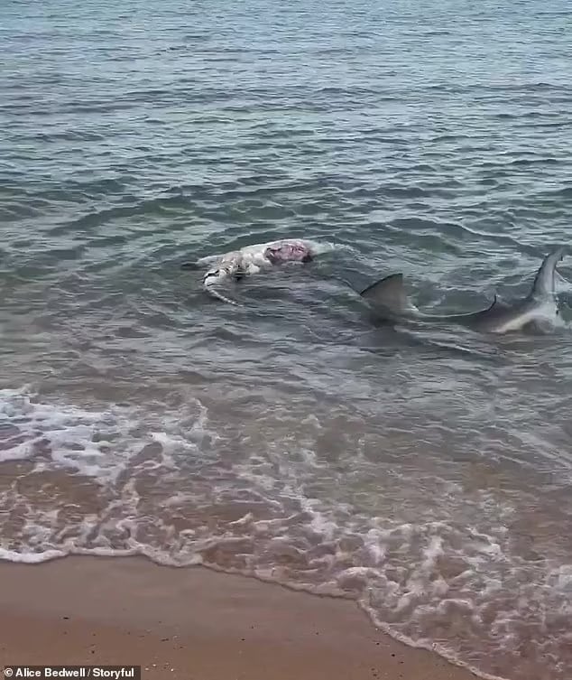 93374503 14216069 in the video the bull shark sinks its teeth into the dead croc b a 117 1734759337273