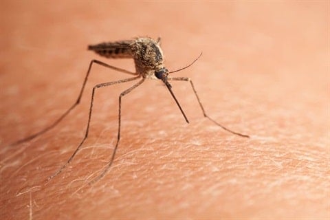 house mosquito picture