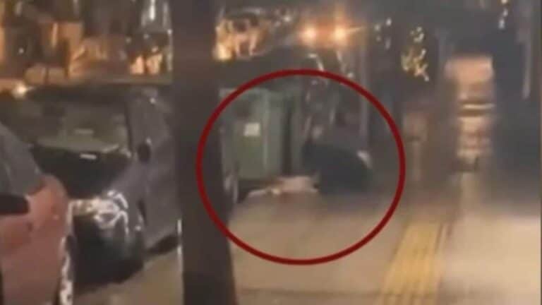 «Σπαρταpούσε από τον πόνο, φώναζε, σαν άνθρωπος έκανε»: Συγκλονιστική μαρτυρία για τον σκύλο που μαχαίρωσε 47χρονος στην Κυψέλη