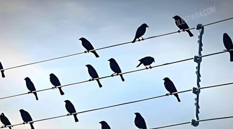 Γιατί τα πουλιά δεν παθαίνουν ηλεκτροπληξία στα καλώδια της ΔΕΗ