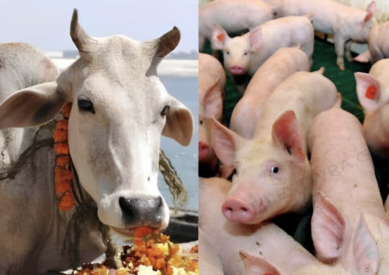 Γιατί απαγορεύεται το χοιρινό στους μουσουλμάνους και οι αγελάδες στους Ινδούς