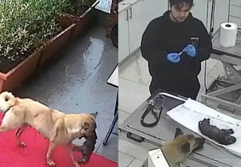 Σκυλίτσα πήγε μόνη της το άρρωστο κουτάβι της στον κτηνίατρο και οι γιατροί το έσωσαν