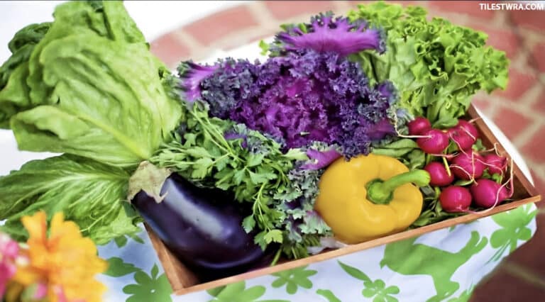 Η θεωρία των 4 γεύσεων – Γλυκό, πικρό, αλμυρό, ξινό