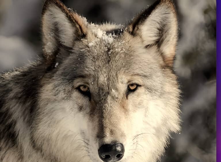 Εμφανίστηκαν λύκοι στον Ταΰγετο μετά από σχεδόν έναν αιώνα – Έφαγαν κοπάδι με 40 πρόβατα