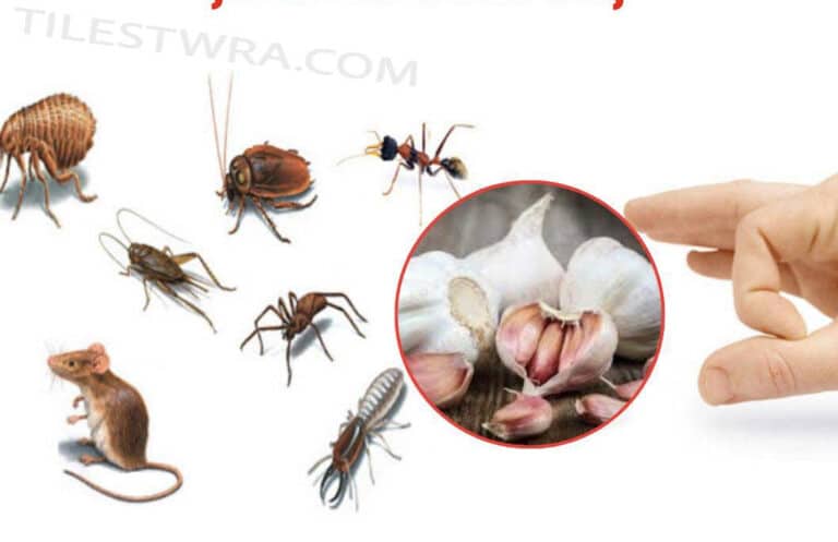 Με μόλις 1 σκελίδα  σκόρδου μπορείτε να κάνετε τα έντομα και τα ποντίκια να μην επιστρέψουν ξανά στο σπίτι σας