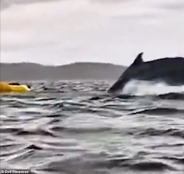 95162729 14392709 the whale resubmerged after spitting the 24 year old old a 28 1739434501736