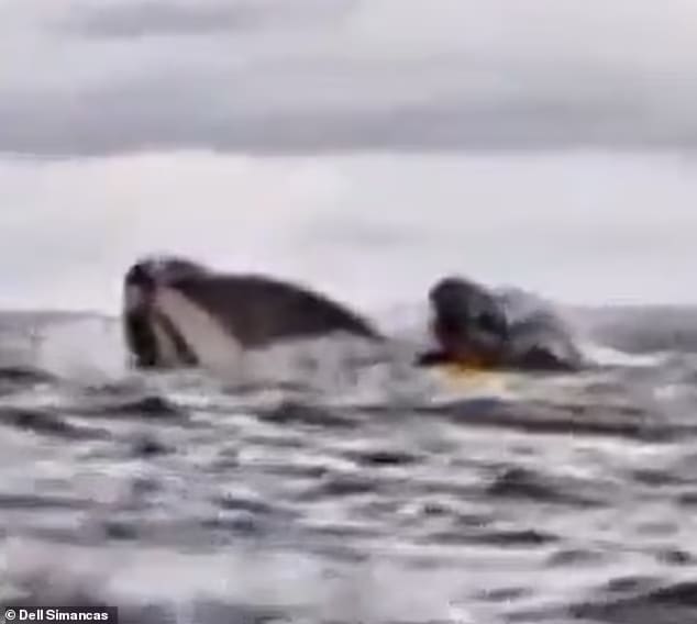 95162735 14392709 the astonishing moment the whale breached the water and pulled a a 26 1739434497563