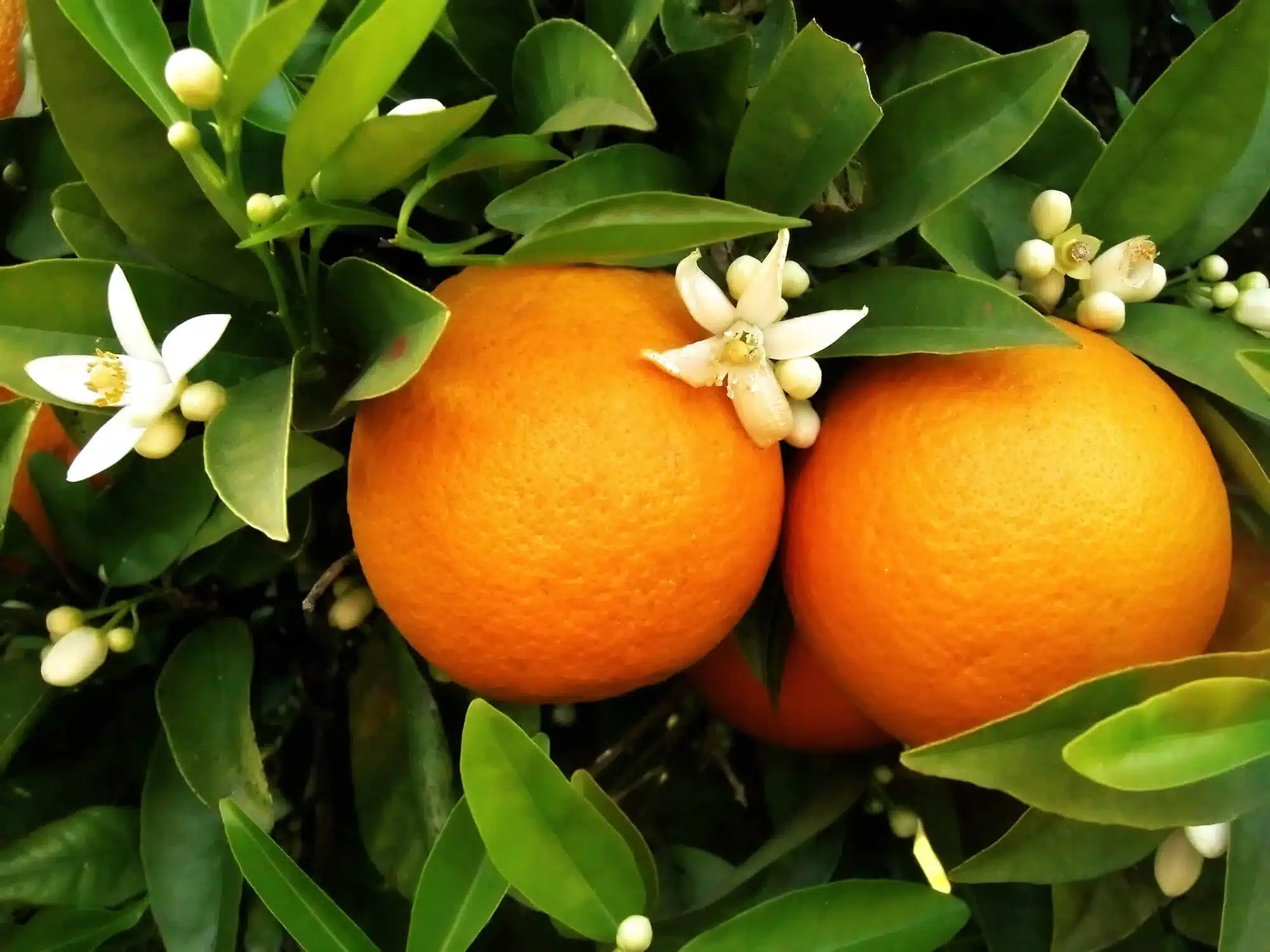 orange blossom day