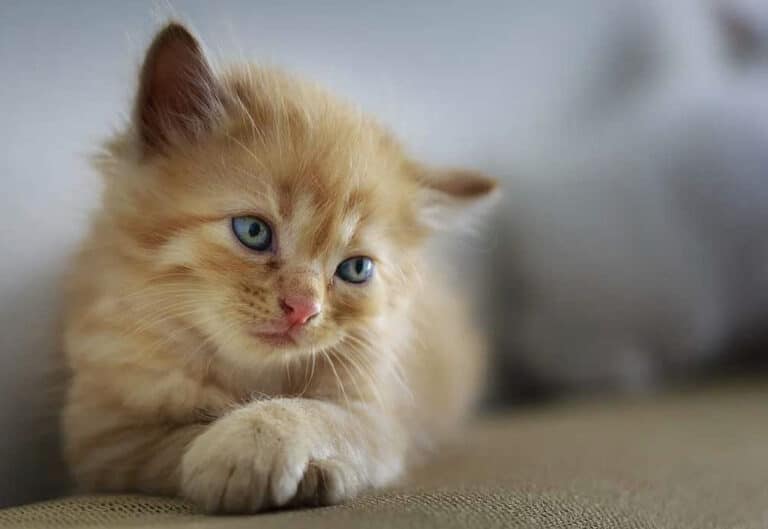 Φρικαλεότητα άνευ ορίων στην Πετρούπολη: Άγνωστος καίει γάτες με καυτό λάδι