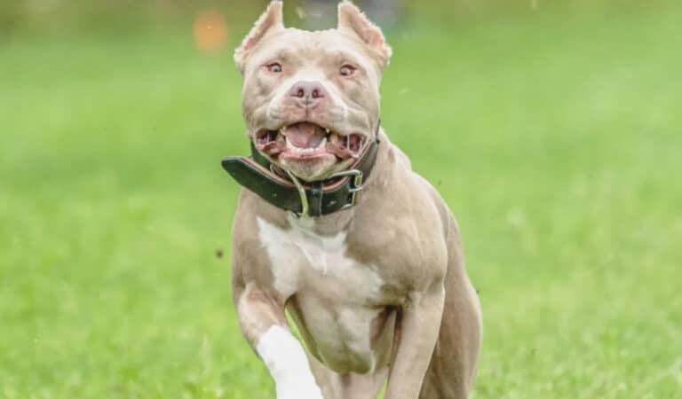 Φρίκη: Νεκρό βρέφος εννέα μηνών, το κατασπάραξε το πιτ μπουλ της οικογένειάς του