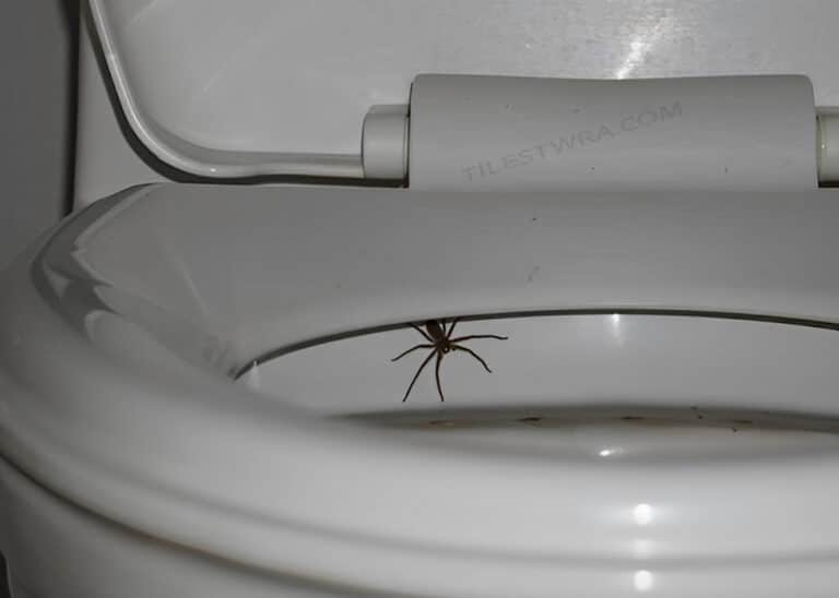 Πως να απαλλαγείτε από τις αράχνες σε δύο μόνο λεπτά με αυτό το κóλπo της γιαγιάς μου