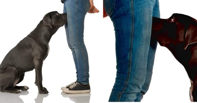 Αν ο σκύλος μυρίζει τα γεννητικά σας όργανα τότε να τι σημαίνει