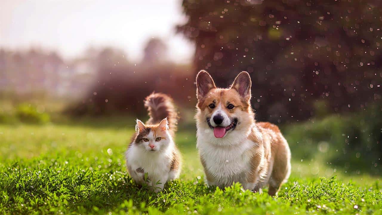 114825 catdog1280