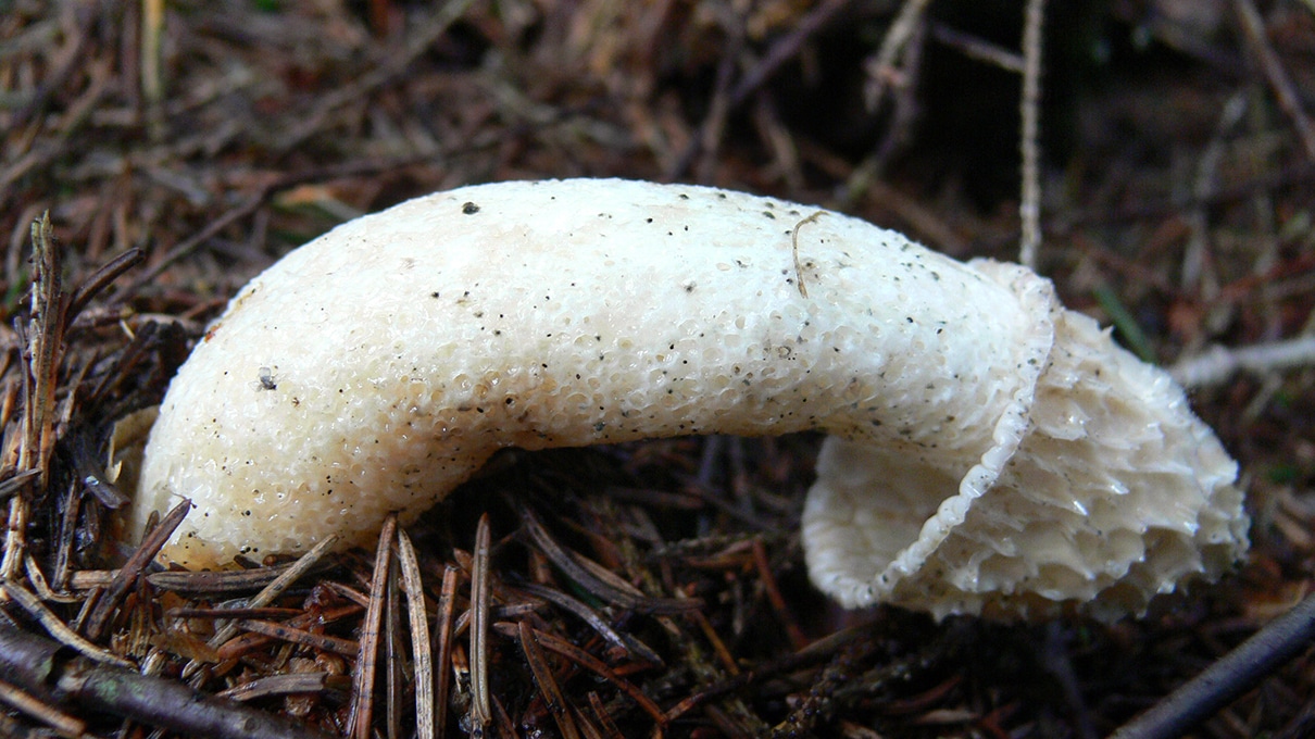 phallic mushroom1