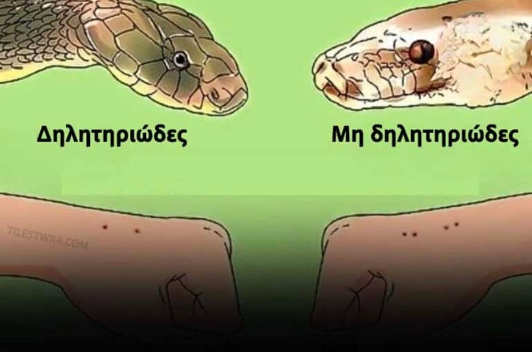 Τι πρέπει να κάνετε πρώτο εάν σας δαγκώσει φίδι