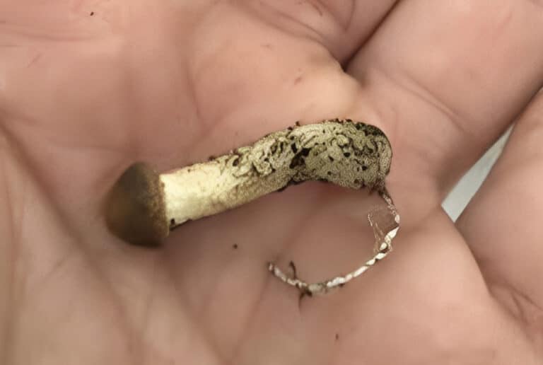 Γιατί το πeoς έχει σχήμα μανιταριού σύμφωνα με τους επιστήμονες